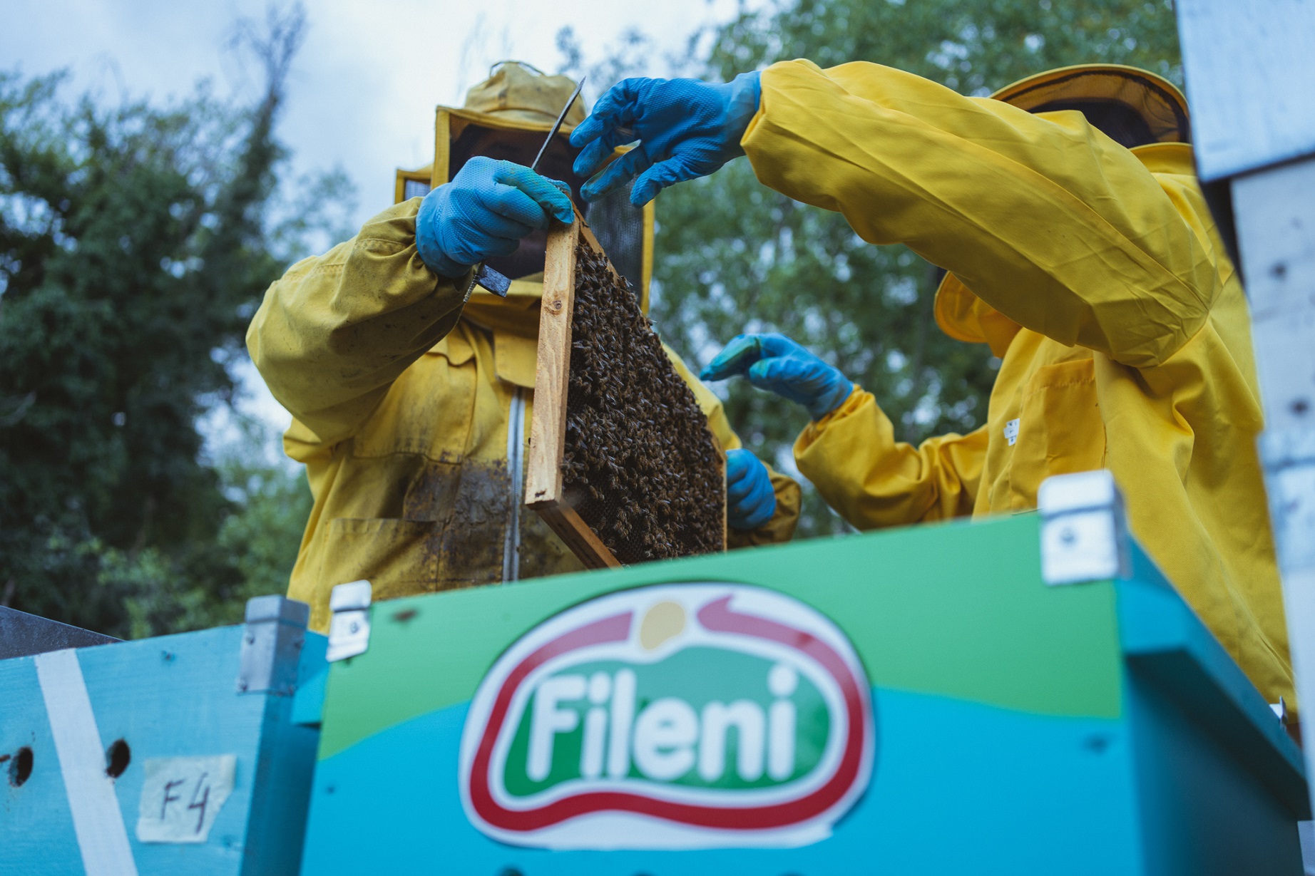 Fileni: api al lavoro come sentinelle dell’ambiente